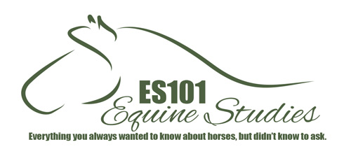 Equine Studies 101